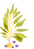 Kelp Sticker
