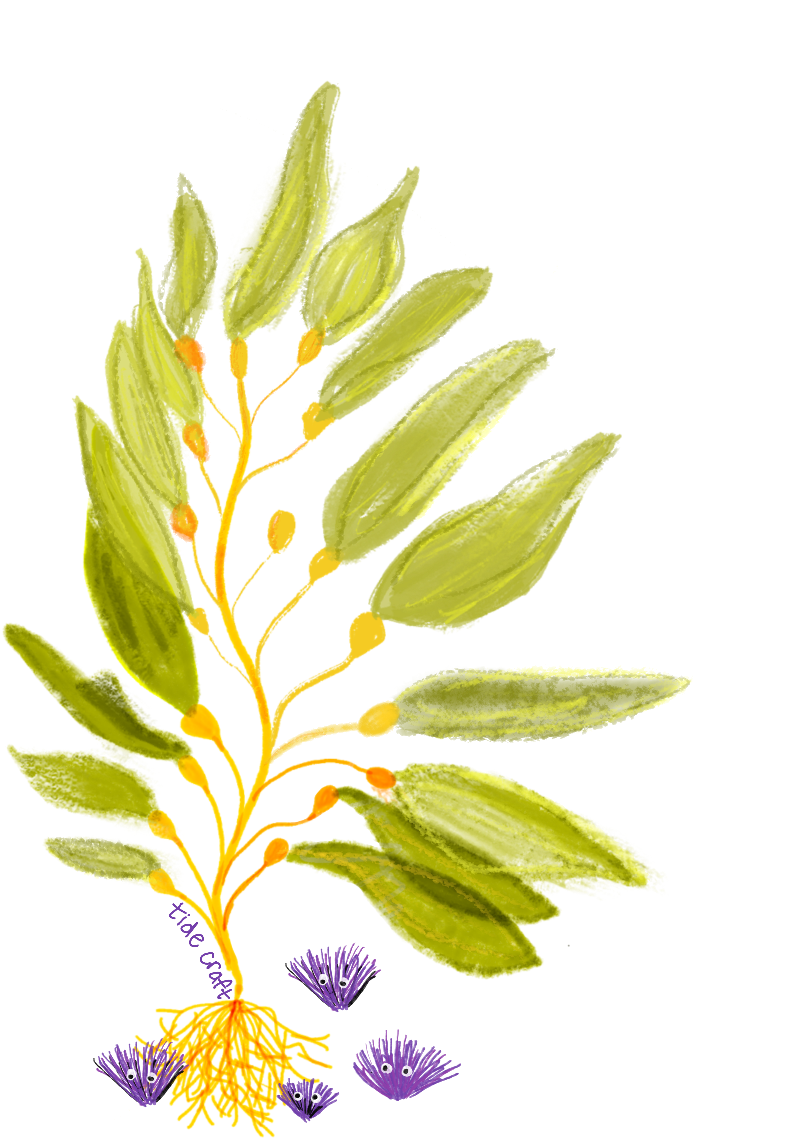 Kelp Sticker