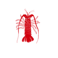 California Spiny Lobster Sticker